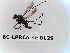  ( - BC-LPRCorse0129)  @11 [ ] Copyright (2019) Marc pollet Research Institute for Nature and Forest