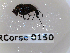  ( - BC-LPRCorse0150)  @11 [ ] Copyright (2019) Marc pollet Research Institute for Nature and Forest