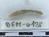  (Diporodrilus omodeoi L1 - DFM-0128)  @11 [ ] by-nc-sa (2068) Thibaud Decaëns Universite Montpellier, CEFE Lab