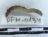  ( - DFM-0134)  @11 [ ] by-nc-sa (2074) Thibaud Decaëns Universite Montpellier, CEFE Lab