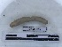  (Diporodrilus pilosus L1 - DFM-0517)  @11 [ ] by-nc-sa (2021) Thibaud Decaëns Universite Montpellier, CEFE Lab