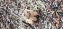  (Geastrum pseudolimbatum - LPRC5991)  @11 [ ] Copyright (2020) Nicolas Suberbielle Unspecified