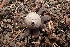  (Geastrum coronatum - LPRC7373)  @11 [ ] Copyright (2020) Nicolas Suberbielle Unspecified