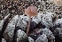  (Mycena - LPRC7377)  @11 [ ] Copyright (2020) Nicolas Suberbielle Unspecified