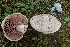  (Agaricus argenteus - LPRC5952)  @11 [ ] Copyright (2020) Nicolas Suberbielle Unspecified