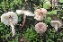  (Lepiota lilacea - LPRC5956)  @11 [ ] Copyright (2020) Nicolas Suberbielle Unspecified