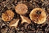  (Paxillus ammoniavirescens - LPRC7356)  @11 [ ] Copyright (2020) Nicolas Suberbielle Unspecified