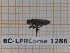  ( - BC-LPRCorse1286)  @11 [ ] by-sa - CreativeCommons (2020) Rodolphe Rougerie Muséum National d'Histoire Naturelle