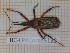  ( - BC-LPRCorse5122)  @11 [ ] by-sa - CreativeCommons (2020) Rodolphe Rougerie Muséum National d'Histoire Naturelle