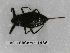  (Nepa sardiniensis - BC-LPRCorse1436)  @11 [ ] Copyright (2019) François Dusoulier Museum national d'Histoire naturelle, Paris