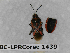  ( - BC-LPRCorse1439)  @11 [ ] Copyright (2019) François Dusoulier Museum national d'Histoire naturelle, Paris