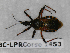  (Rhynocoris erythropus - BC-LPRCorse1453)  @11 [ ] Copyright (2019) François Dusoulier Museum national d'Histoire naturelle, Paris