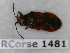  ( - BC-LPRCorse1481)  @11 [ ] Copyright (2019) François Dusoulier Museum national d'Histoire naturelle, Paris