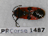  ( - BC-LPRCorse1487)  @11 [ ] Copyright (2019) François Dusoulier Museum national d'Histoire naturelle, Paris