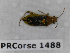  ( - BC-LPRCorse1488)  @11 [ ] Copyright (2019) François Dusoulier Museum national d'Histoire naturelle, Paris