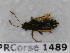  ( - BC-LPRCorse1489)  @11 [ ] Copyright (2019) François Dusoulier Museum national d'Histoire naturelle, Paris