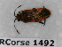  ( - BC-LPRCorse1492)  @11 [ ] Copyright (2019) François Dusoulier Museum national d'Histoire naturelle, Paris