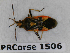  ( - BC-LPRCorse1506)  @11 [ ] Copyright (2019) François Dusoulier Museum national d'Histoire naturelle, Paris
