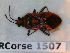  ( - BC-LPRCorse1507)  @11 [ ] Copyright (2019) François Dusoulier Museum national d'Histoire naturelle, Paris
