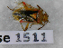  ( - BC-LPRCorse1511)  @11 [ ] Copyright (2019) François Dusoulier Museum national d'Histoire naturelle, Paris