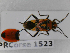  ( - BC-LPRCorse1523)  @11 [ ] Copyright (2020) François Dusoullier Museum national d'Histoire naturelle