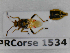  ( - BC-LPRCorse1534)  @11 [ ] Copyright (2020) François Dusoullier Museum national d'Histoire naturelle