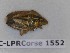  (Aelia rostrata - BC-LPRCorse1552)  @11 [ ] Copyright (2020) François Dusoullier Museum national d'Histoire naturelle