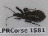  ( - BC-LPRCorse1581)  @11 [ ] Copyright (2020) François Dusoullier Museum national d'Histoire naturelle