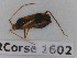  ( - BC-LPRCorse1602)  @11 [ ] Copyright (2020) François Dusoullier Museum national d'Histoire naturelle