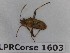  ( - BC-LPRCorse1603)  @11 [ ] Copyright (2020) François Dusoullier Museum national d'Histoire naturelle