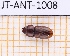 ( - JT-ANT-1008)  @11 [ ] Creative common (2022) Julien Touroult Museum national d'Histoire naturelle, Paris