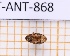  ( - JT-ANT-868)  @11 [ ] Creative common (2022) Julien Touroult Museum national d'Histoire naturelle, Paris