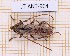  (Elaphidion glabratum - JT-ANT-904)  @11 [ ] Creative common (2022) Julien Touroult Museum national d'Histoire naturelle, Paris