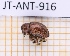  ( - JT-ANT-916)  @11 [ ] Creative common (2022) Julien Touroult Museum national d'Histoire naturelle, Paris