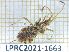  ( - LPRC2021-1663)  @11 [ ] By-SA Creative Common (2021) Rodolphe Rougerie Museum national d'Histoire naturelle, Paris