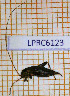  ( - LPRC6123)  @11 [ ] Copyright (2020) François Dusoullier Museum national d'Histoire naturelle