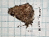  ( - BC-LPRCorse1147)  @11 [ ] by-sa - CreativeCommons (2020) Rodolphe Rougerie Muséum National d'Histoire Naturelle