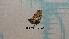  ( - BC-LPRCorse1168)  @11 [ ] by-sa - CreativeCommons (2020) Rodolphe Rougerie Muséum National d'Histoire Naturelle