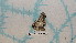  ( - BC-LPRCorse1179)  @11 [ ] by-sa - CreativeCommons (2020) Rodolphe Rougerie Muséum National d'Histoire Naturelle