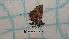  ( - BC-LPRCorse1203)  @11 [ ] by-sa - CreativeCommons (2020) Rodolphe Rougerie Muséum National d'Histoire Naturelle