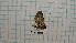  ( - BC-LPRCorse1217)  @12 [ ] by-sa - CreativeCommons (2020) Rodolphe Rougerie Muséum National d'Histoire Naturelle