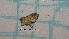  ( - BC-LPRCorse1224)  @11 [ ] by-sa - CreativeCommons (2020) Rodolphe Rougerie Muséum National d'Histoire Naturelle