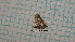  ( - BC-LPRCorse4373)  @11 [ ] by-sa - CreativeCommons (2020) Rodolphe Rougerie Muséum National d'Histoire Naturelle