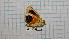  ( - BC-LPRCorse4385)  @11 [ ] by-sa - CreativeCommons (2020) Rodolphe Rougerie Muséum National d'Histoire Naturelle