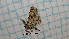  ( - BC-LPRCorse4506)  @11 [ ] by-sa - CreativeCommons (2020) Rodolphe Rougerie Muséum National d'Histoire Naturelle