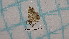  ( - BC-LPRCorse4510)  @11 [ ] by-sa - CreativeCommons (2020) Rodolphe Rougerie Muséum National d'Histoire Naturelle