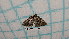  ( - BC-LPRCorse4511)  @11 [ ] by-sa - CreativeCommons (2020) Rodolphe Rougerie Muséum National d'Histoire Naturelle
