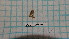  ( - BC-LPRCorse5360)  @11 [ ] by-sa - CreativeCommons (2020) Rodolphe Rougerie Muséum National d'Histoire Naturelle