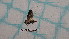  ( - BC-LPRCorse5391)  @11 [ ] by-sa - CreativeCommons (2020) Rodolphe Rougerie Muséum National d'Histoire Naturelle