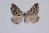  ( - BC-LPRCorse0188)  @11 [ ] Copyright (2019) Jérôme Barbut Museum national d'Histoire naturelle, Paris